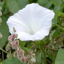 Brosen calystegia sepium2