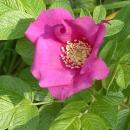 Brosen rosa rugosa2